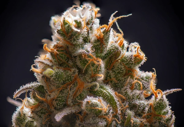 Craft Cannabis